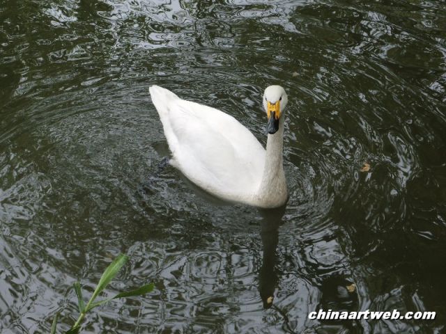 Swan Lake photography 1