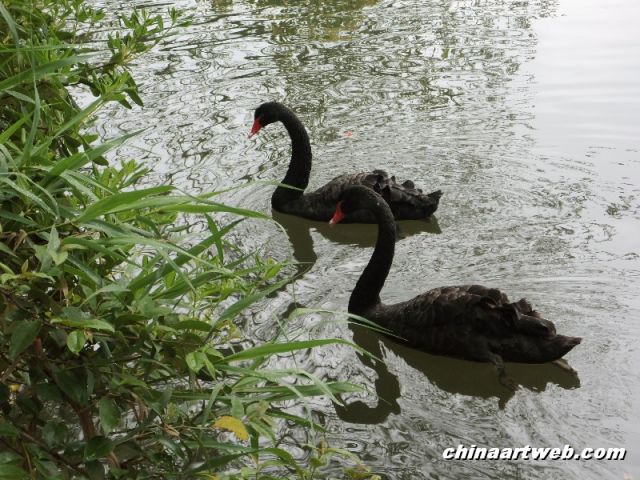  Swan Lake photography 2