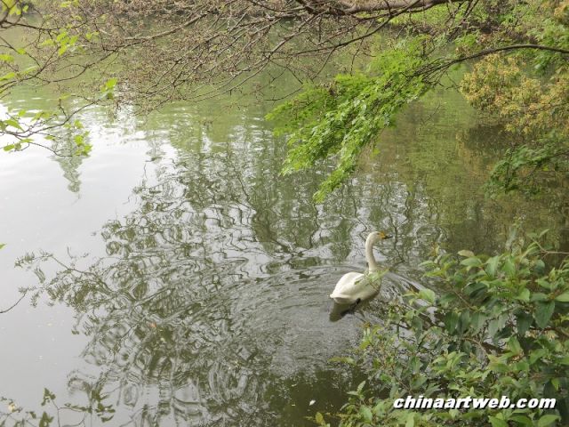  Swan Lake photography 5