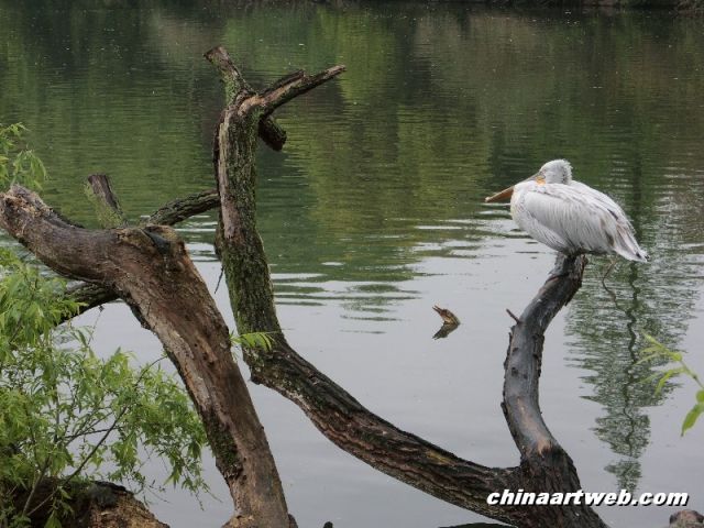 Swan Lake photography 6