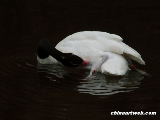  Swan Lake photography 9