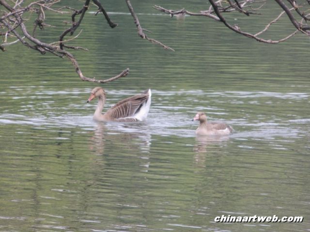  Swan Lake photography 11