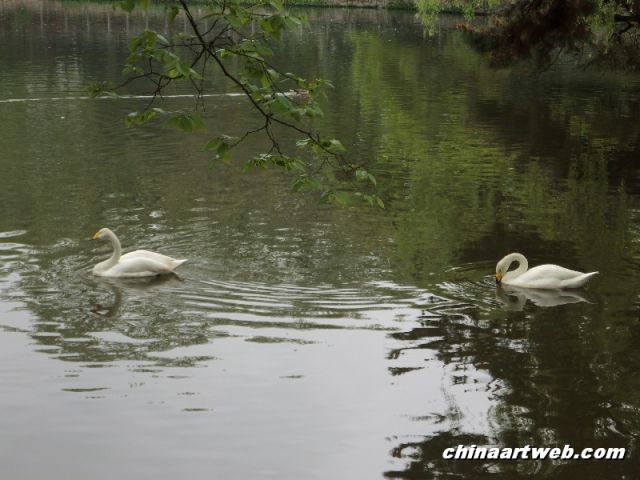  Swan Lake photography 12