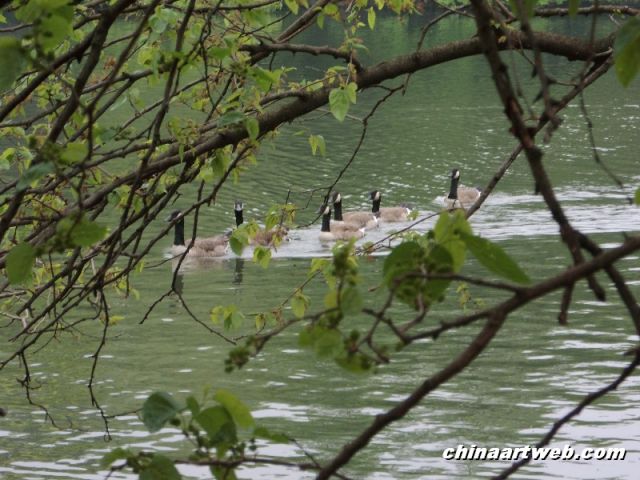  Swan Lake photography 14