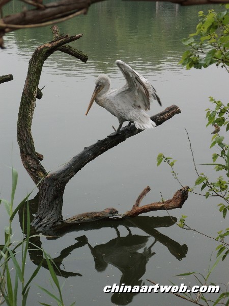  Swan Lake photography 15