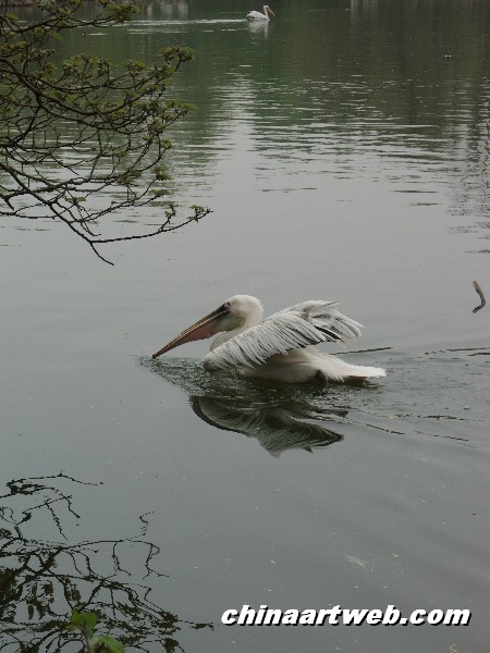  Swan Lake photography 18