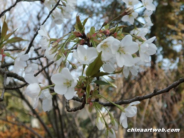  china shanghai cherry blossom 1