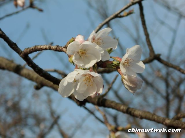  china shanghai cherry blossom 2