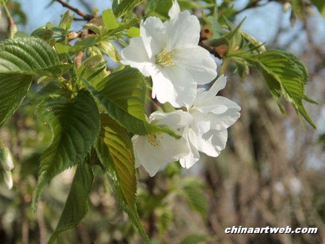  china shanghai cherry blossom 3