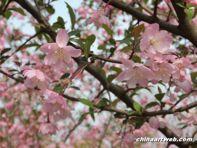 china shanghai cherry blossom 4