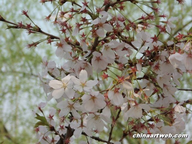 china shanghai cherry blossom 5