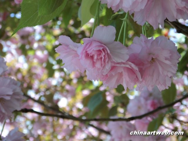  china shanghai cherry blossom 6