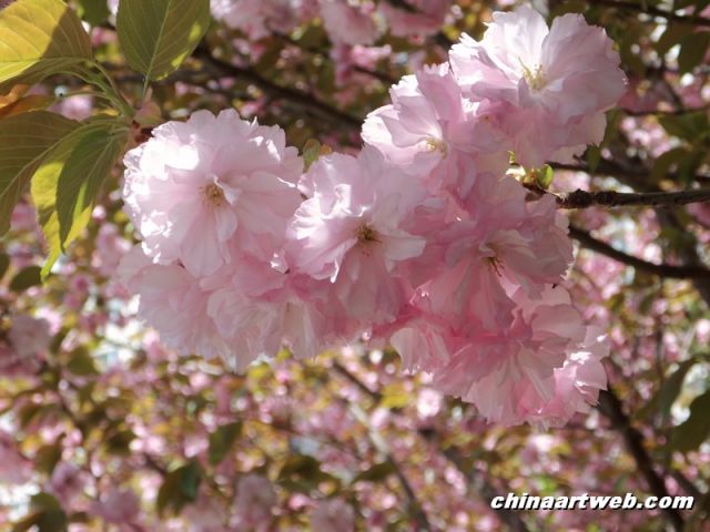  china shanghai cherry blossom 7