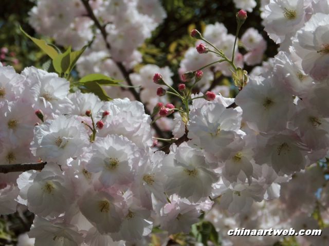  china shanghai cherry blossom 8