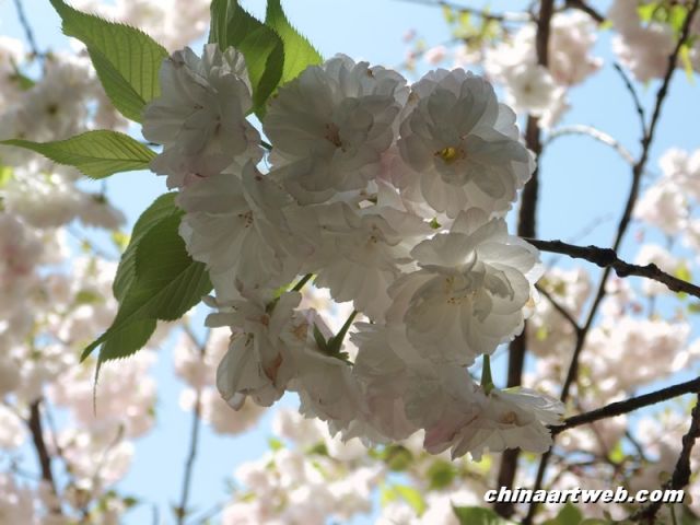  china shanghai cherry blossom 9