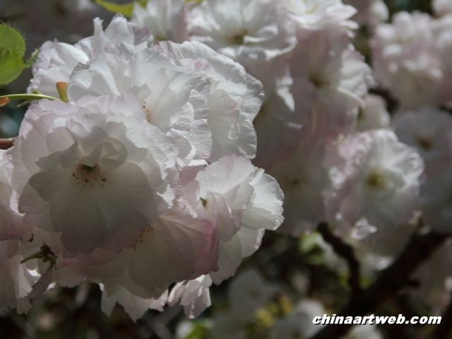  china shanghai cherry blossom 10