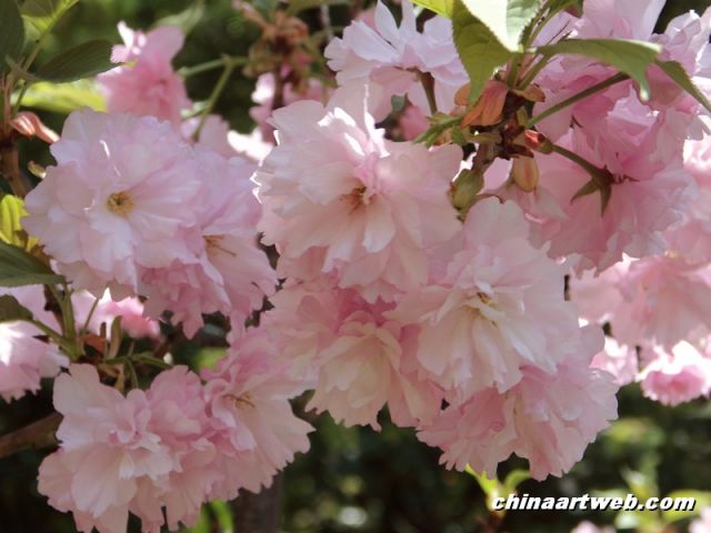  china shanghai cherry blossom 11