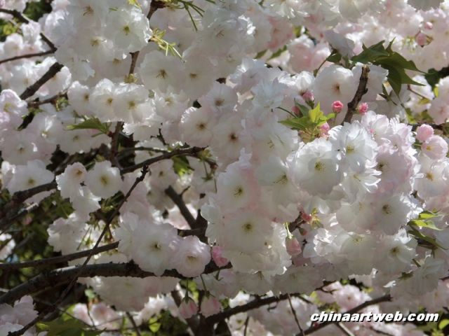  china shanghai cherry blossom 12
