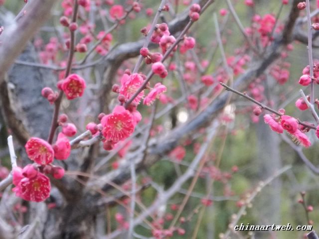  Shanghai Century Park Plum Fair Plum Blossom Festival 12