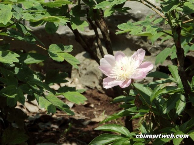 chinese herbaceous peony 1