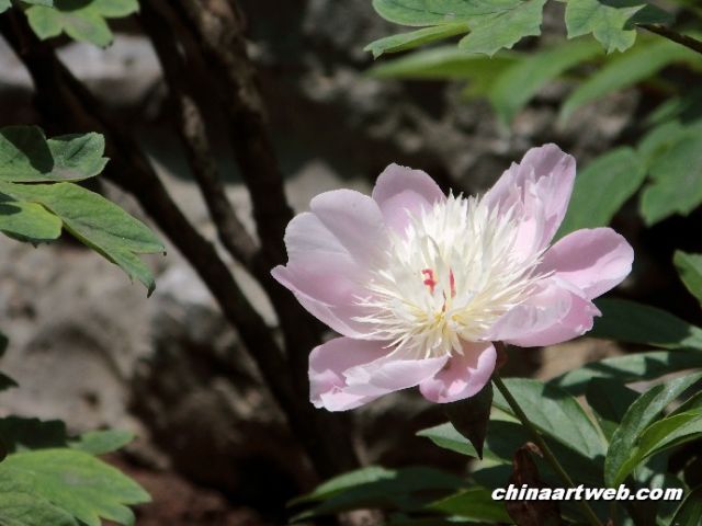 chinese herbaceous peony2