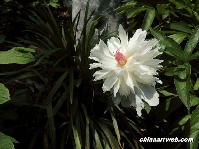 chinese herbaceous peony3