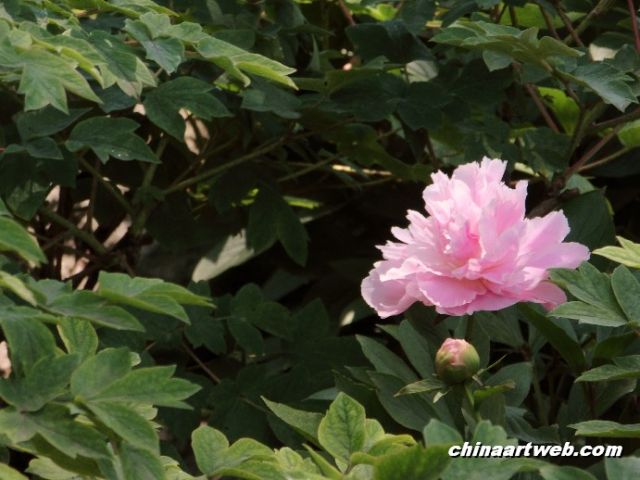 chinese herbaceous peony4