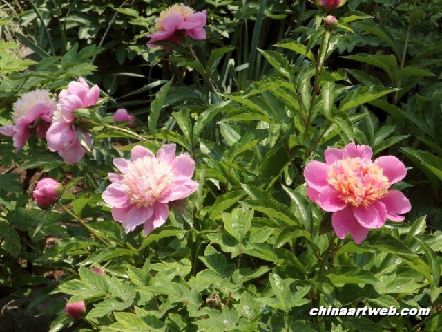 chinese herbaceous peony5