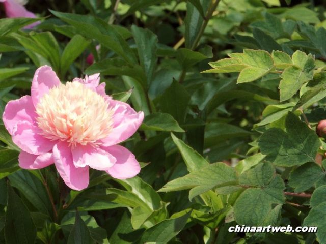 chinese herbaceous peony6