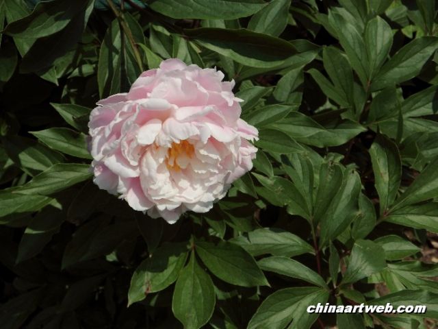 chinese herbaceous peony7