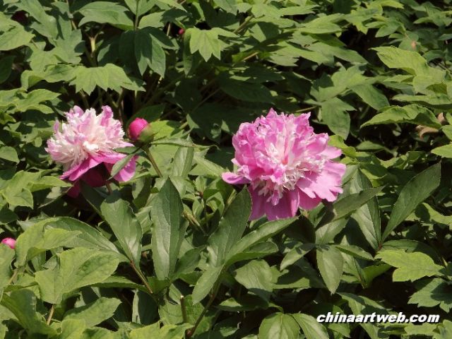 chinese herbaceous peony8
