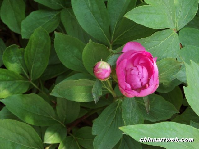 chinese herbaceous peony10