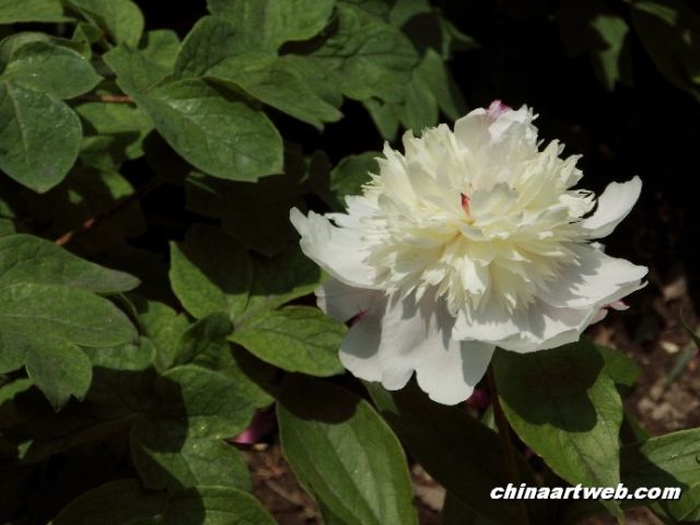 chinese herbaceous peony11