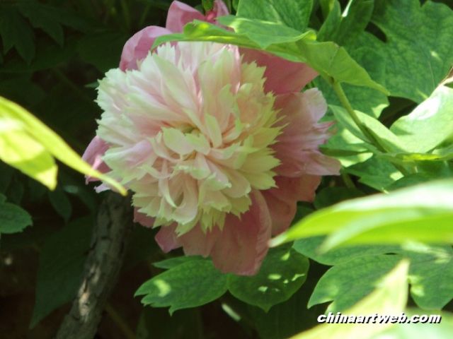 chinese herbaceous peony12