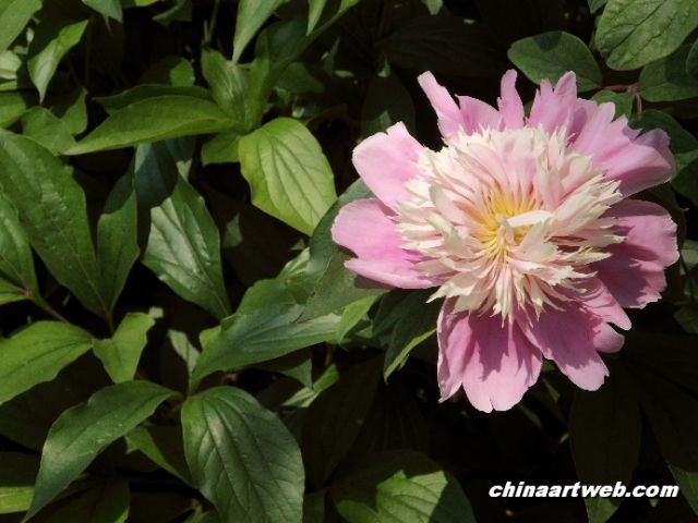 chinese herbaceous peony13