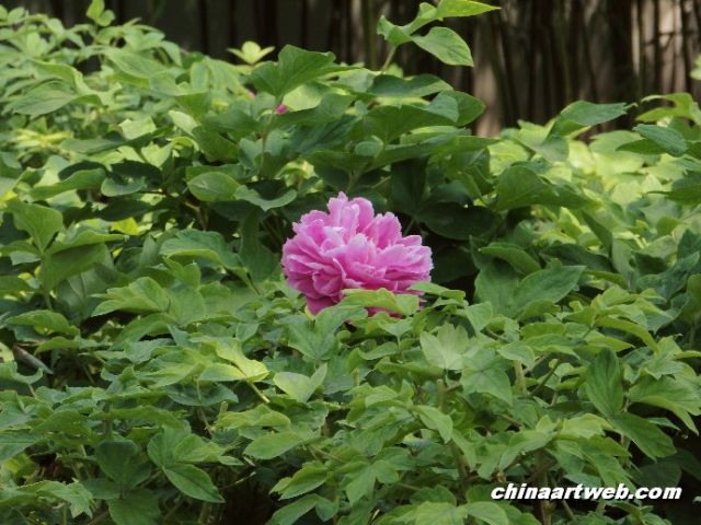 chinese herbaceous peony14