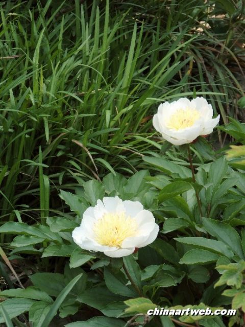 chinese herbaceous peony15