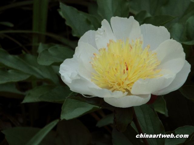 chinese herbaceous peony16