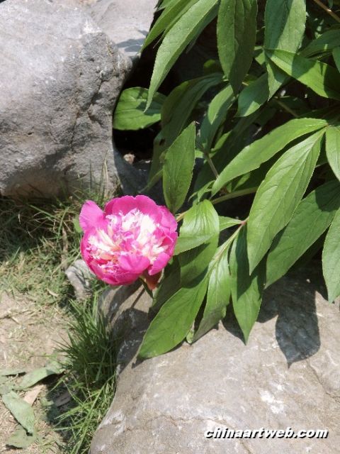 chinese herbaceous peony17