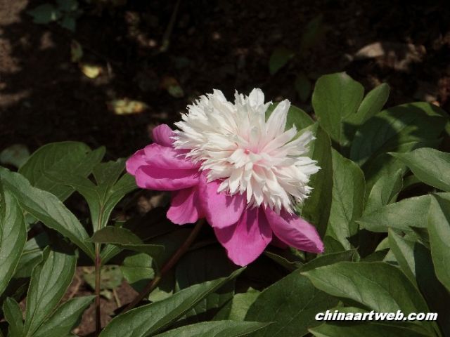 chinese herbaceous peony18