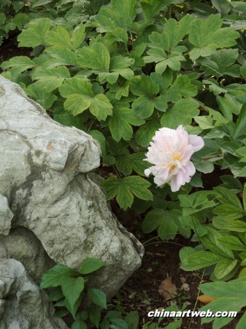 chinese herbaceous peony19