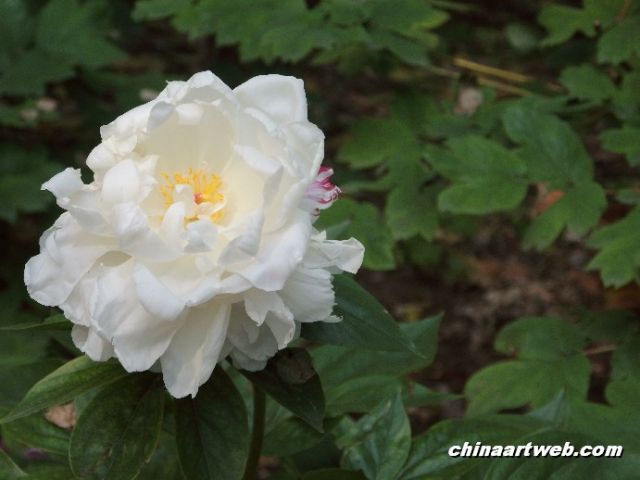 chinese herbaceous peony20
