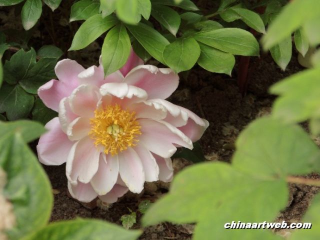 chinese herbaceous peony21