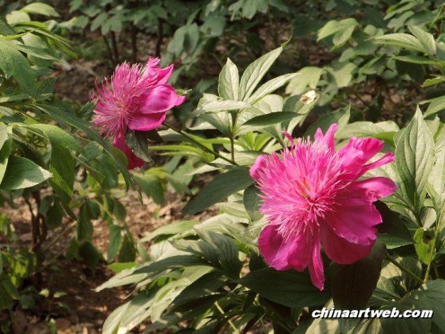 chinese herbaceous peony22