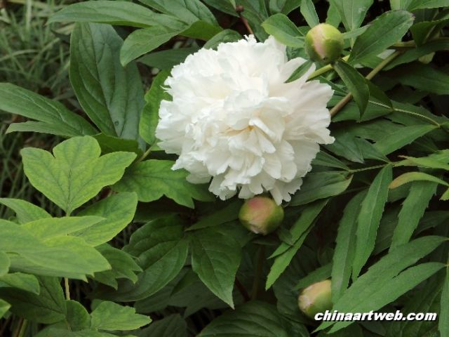 chinese herbaceous peony23