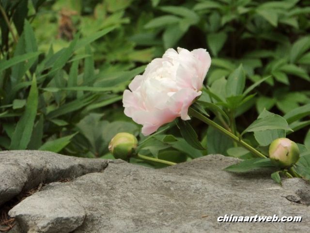 chinese herbaceous peony24