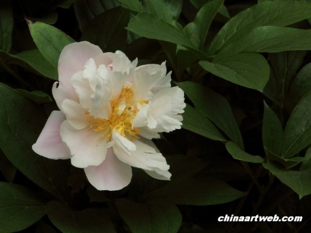chinese herbaceous peony25