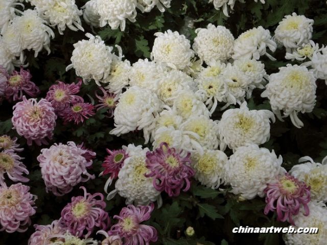  chrysanthemum 1