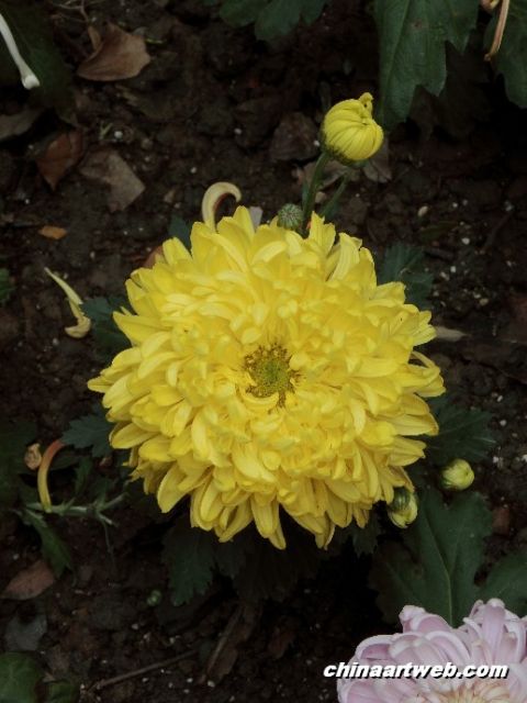  chrysanthemum 4