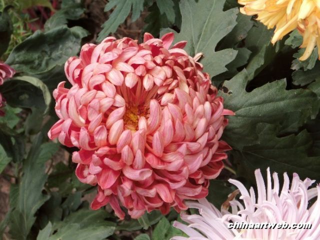  chrysanthemum 5